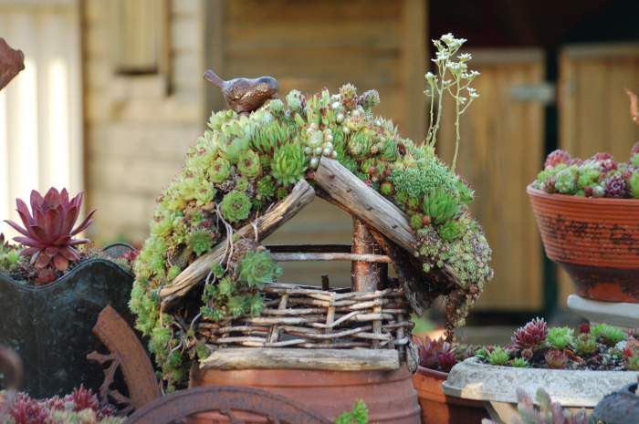 Sempervivum Dachwurz Hauswurz